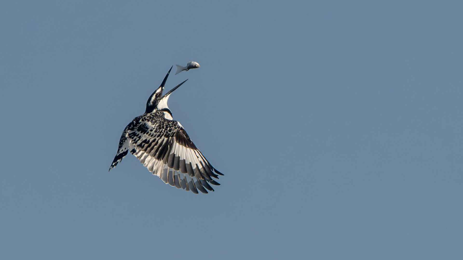 Pied Kingfisher